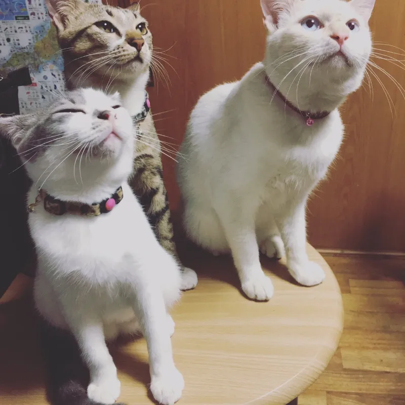 動物看護師・トリマー 淵脇梨々香 写真2