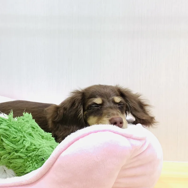 動物看護師・トリマー 淵脇梨々香 写真4