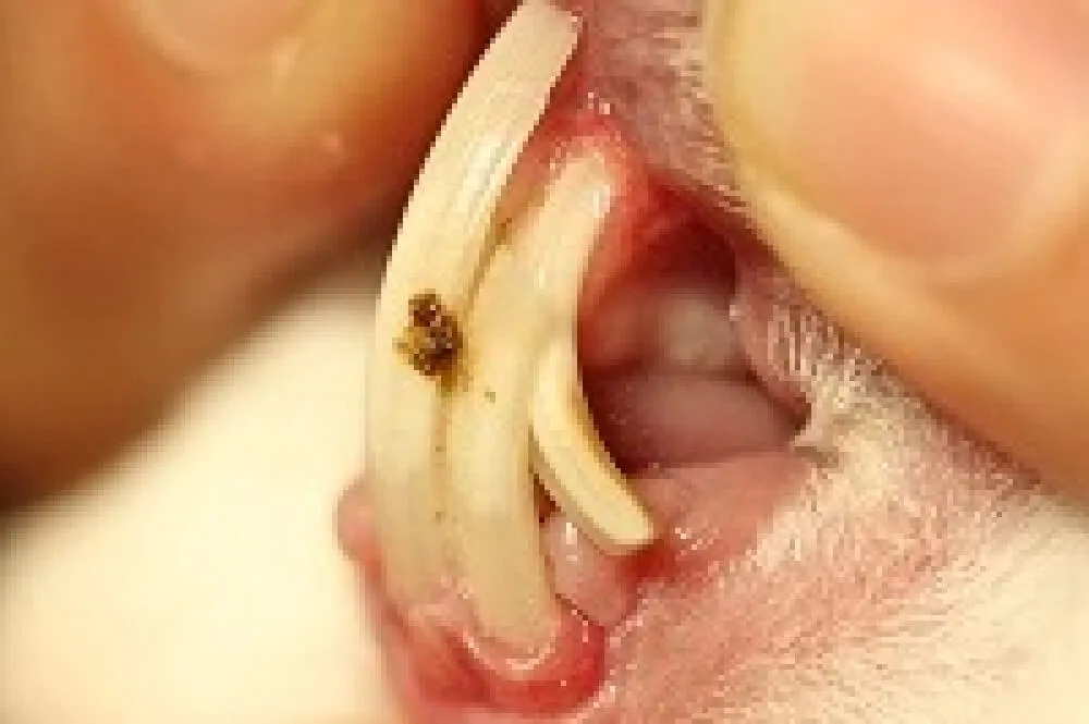 ■切歯の不正咬合