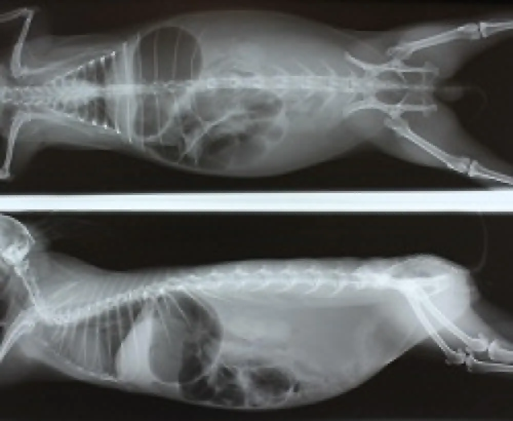 ■胃と盲腸のガス貯留