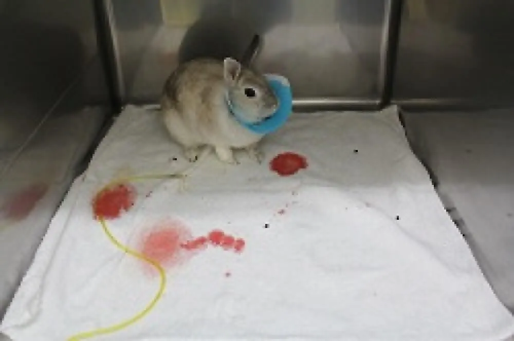 ■子宮出血による血尿