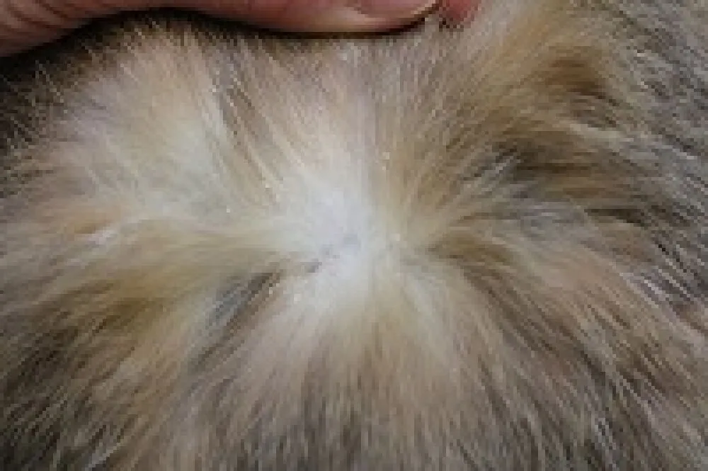 ■ツメダニ寄生によるフケ