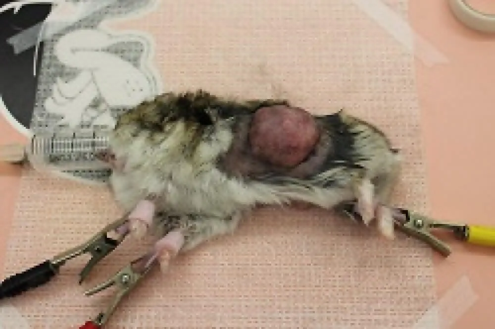 ■ジャンガリアンの体表の腫瘍