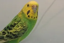 セキセイインコのろう膜の変色