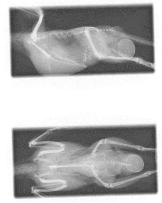 セキセイインコの卵管脱