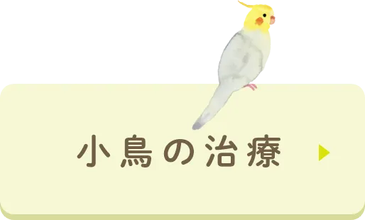小鳥の治療