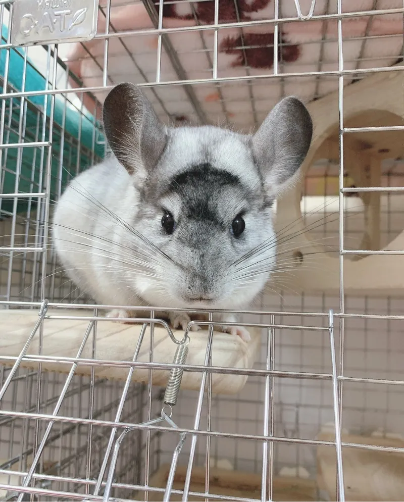 トリマー 望月美穂 写真1