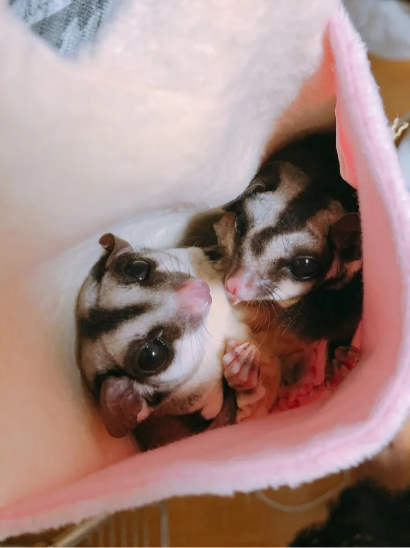 トリマー 望月美穂 写真3