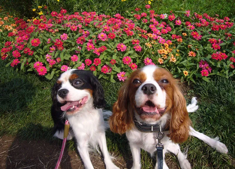 動物看護士・トリマー 大野貴絵 写真1