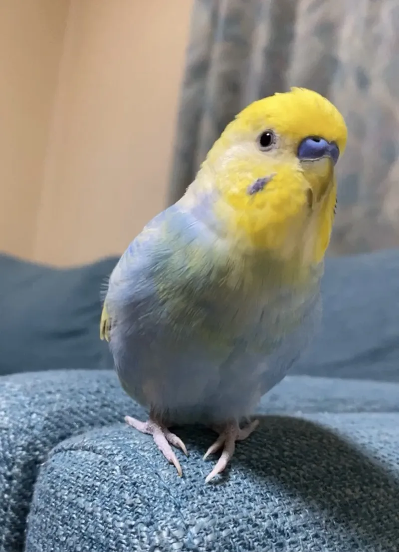 動物看護師 下平真子 写真3