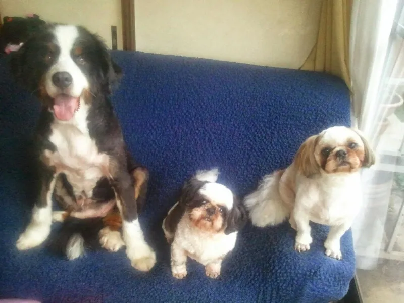 トリマー 依田樹里 写真1