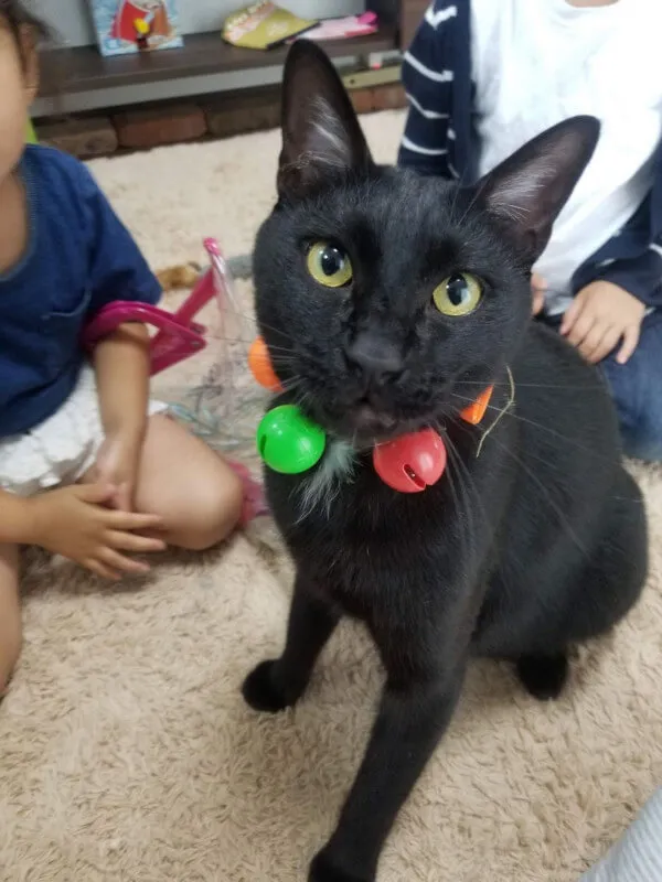 トリマー 依田樹里 写真2