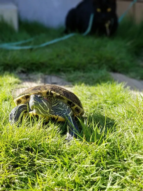 トリマー 依田樹里 写真4