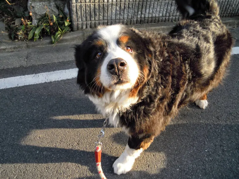 トリマー 依田樹里 写真6