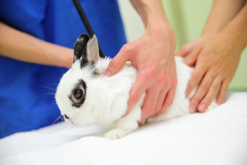 ウサギの治療なら 八王子で経験豊富な富士森公園動物病院へ