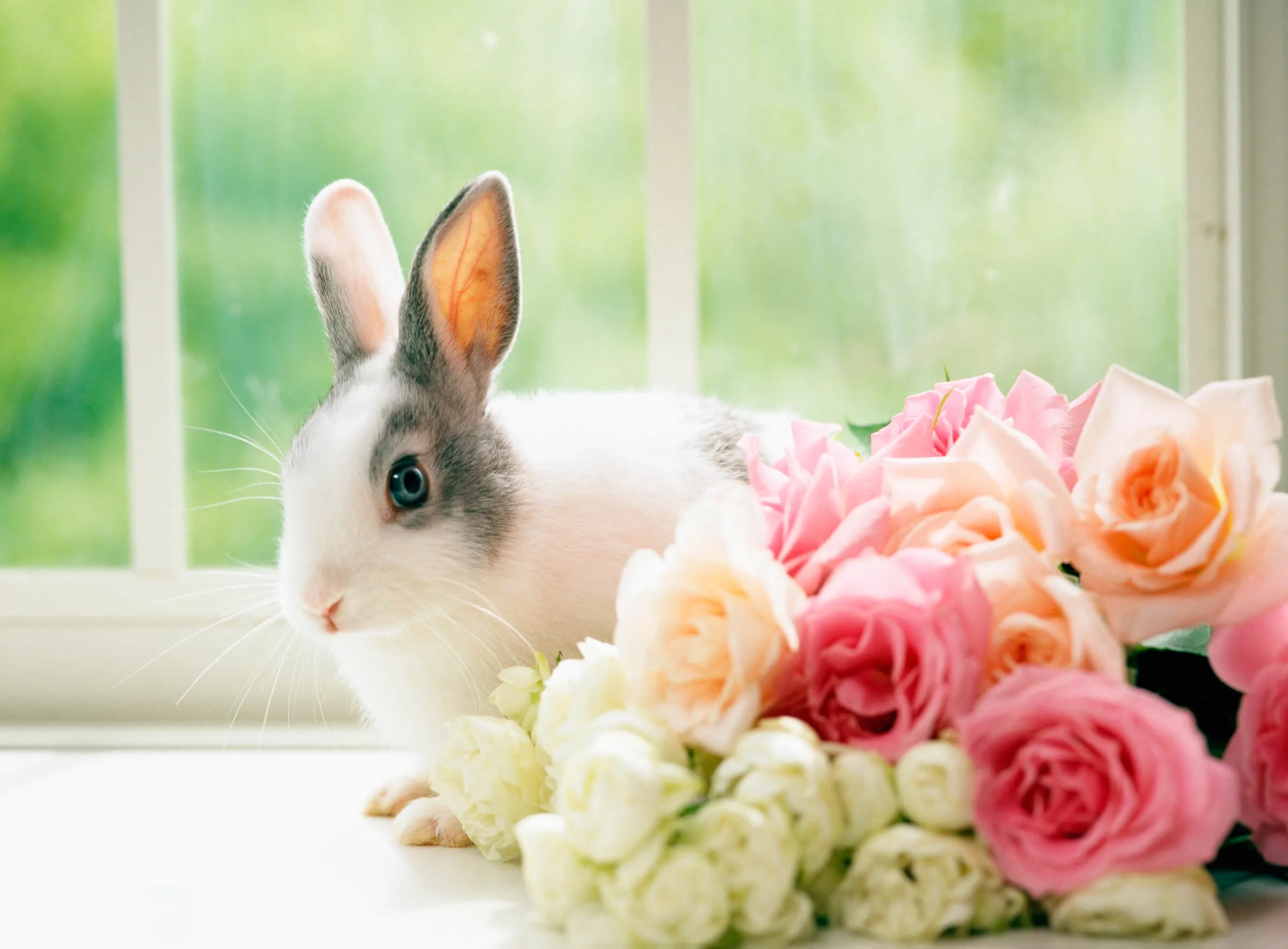 gf0780035058l ウサギを飼っている方へ 病気にならない飼い方とは