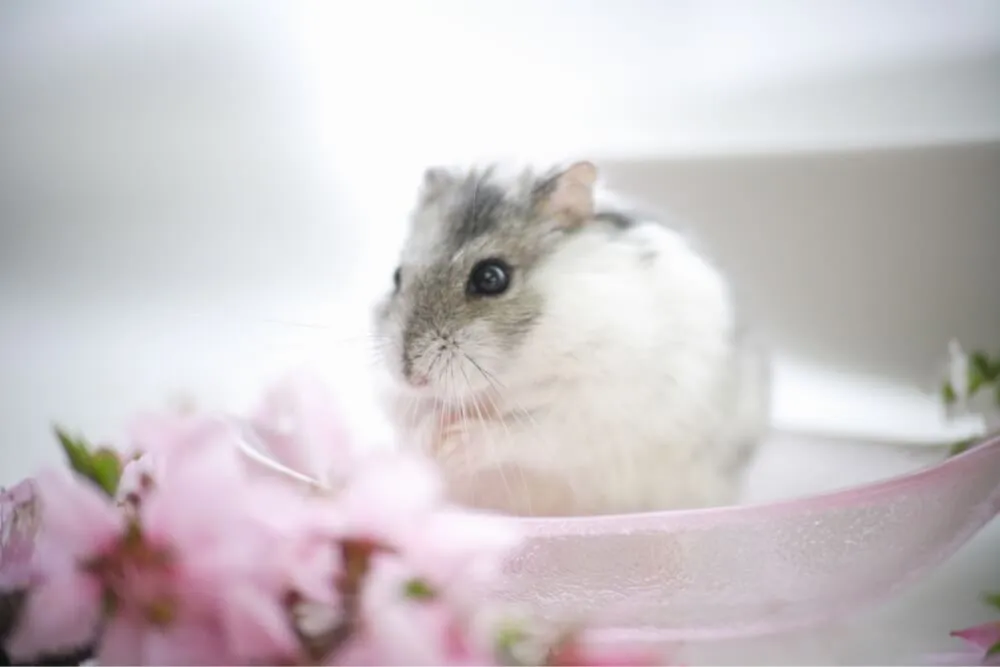 小動物を飼っている方へ 病気にならない飼い方とは 小動物を飼っている方へ 病気にならない飼い方とは