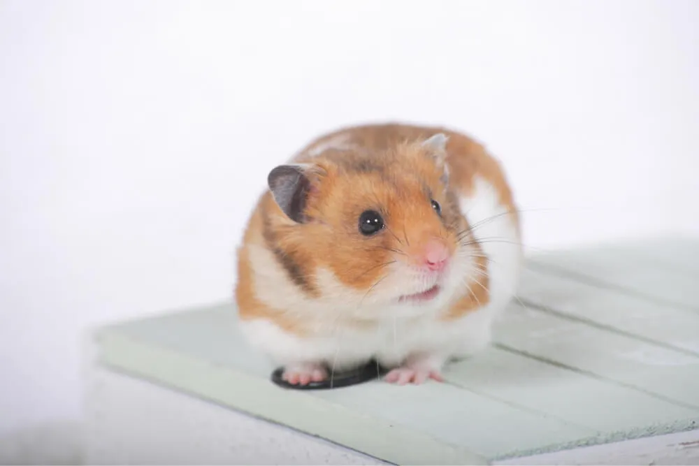 小動物の病気と診療 小動物の病気と診療