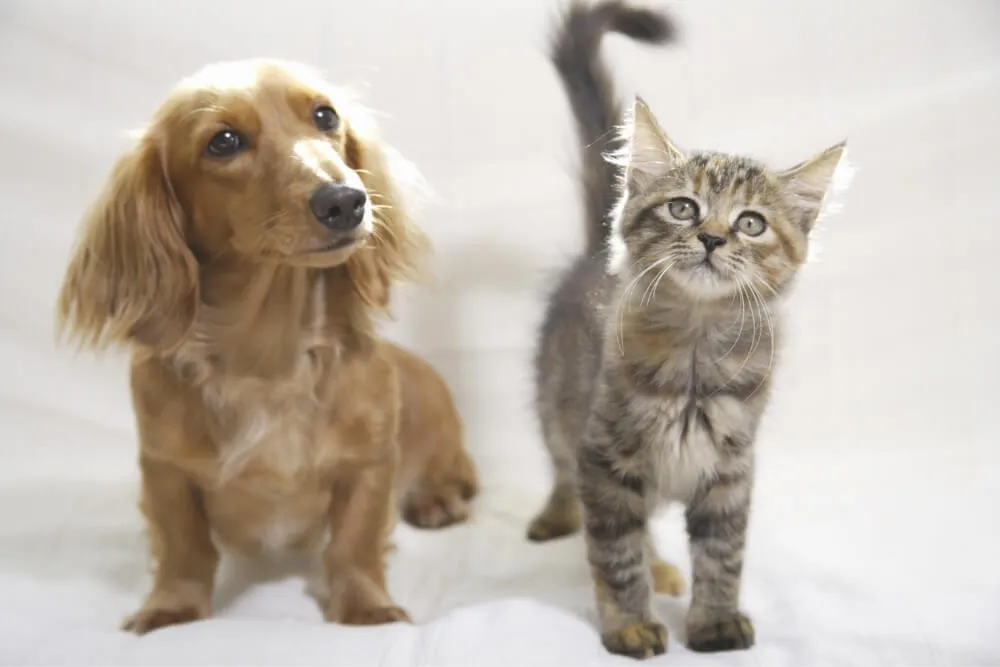 富士森公園動物病院は他の病院とここが違う! 富士森公園動物病院は他の病院とここが違う!