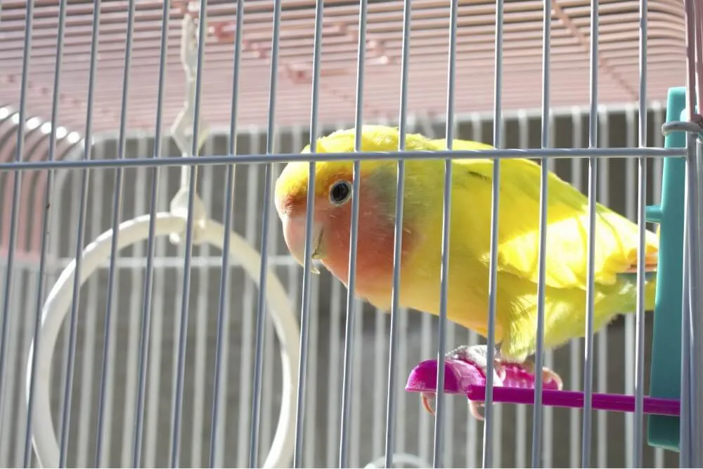 gf1120332050l 小鳥の病気と診療