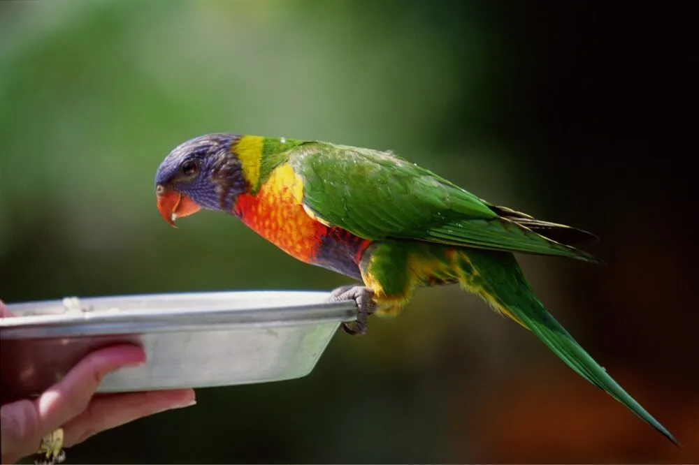 wz0020001153l 富士森公園動物病院での治療法