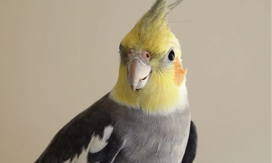 xf1925030987l 富士森公園動物病院での治療法