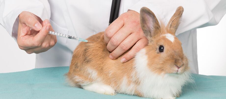 富士森公園動物病院でのウサギの治療について