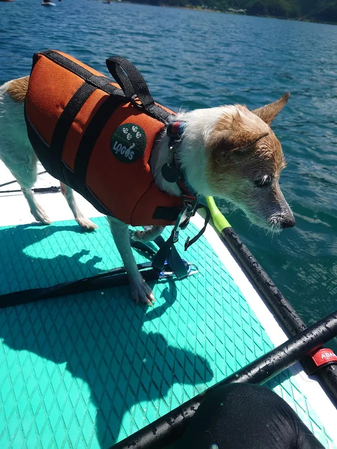 愛玩動物看護師 渡辺絵美子 写真3