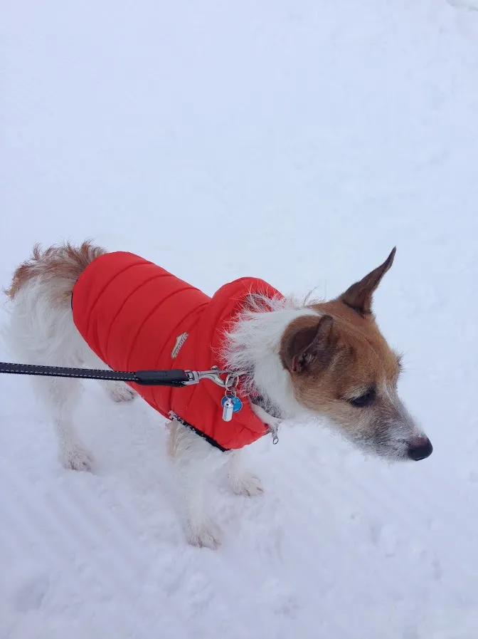 愛玩動物看護師 渡辺絵美子 写真1