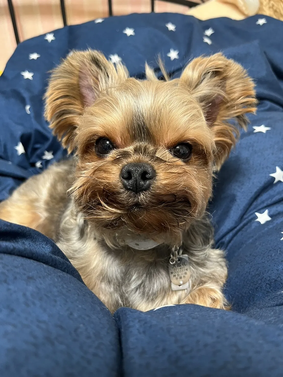 動物診療助手・トリマー 高橋えみり 写真2