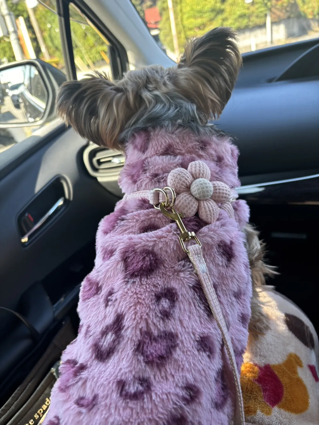 動物診療助手・トリマー 高橋えみり 写真3