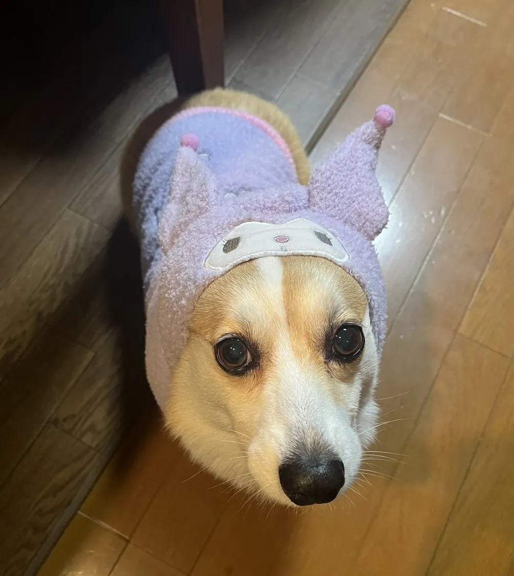 動物診療助手 川堀 花菜写真1