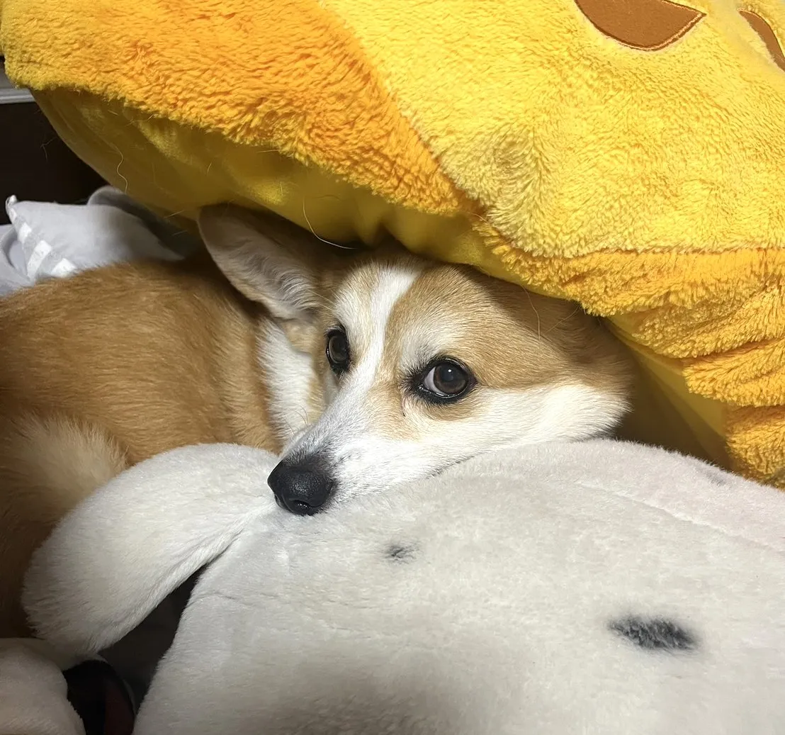 動物診療助手 川堀 花菜写真2