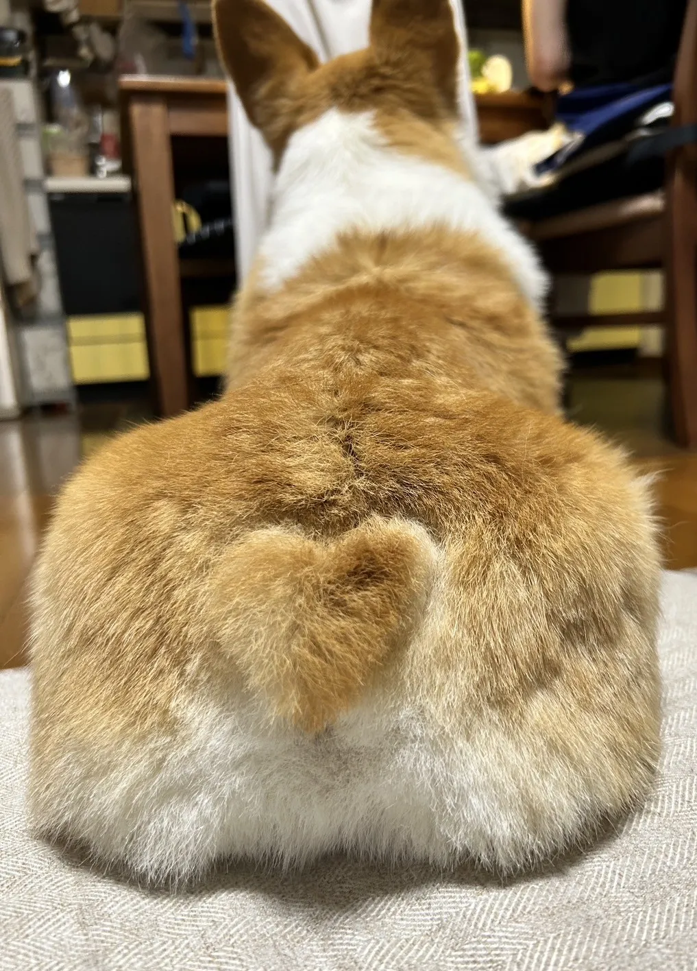 動物診療助手 川堀 花菜写真3
