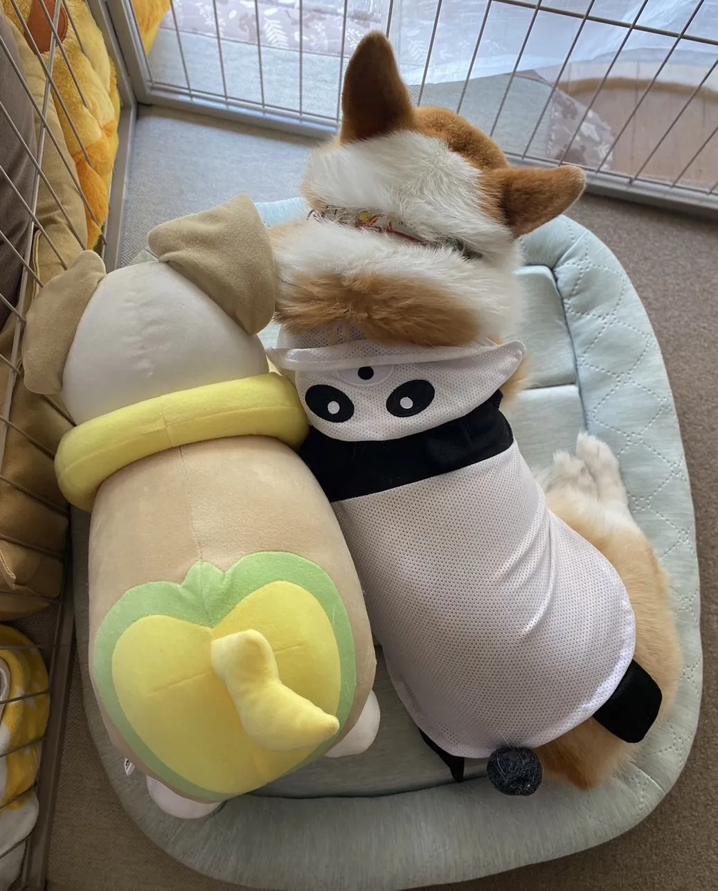 動物診療助手 川堀 花菜写真4