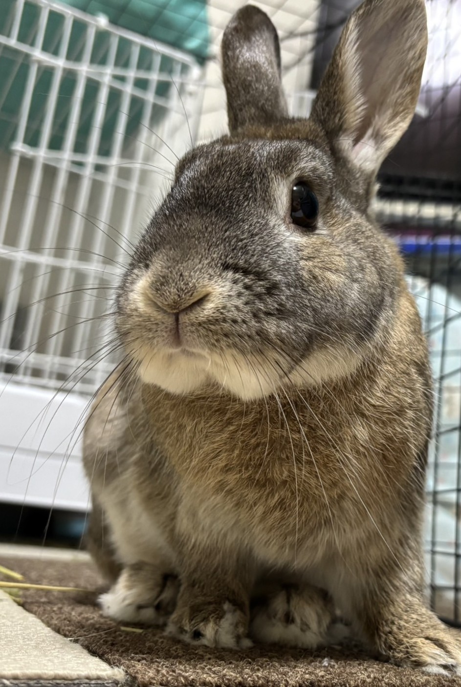 愛玩動物看護師　常田幸子写真1