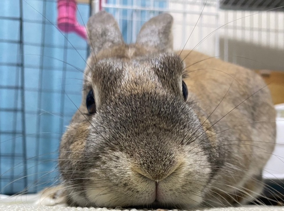 愛玩動物看護師　常田幸子 写真2
