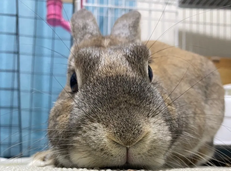 愛玩動物看護師 常田幸子 写真2